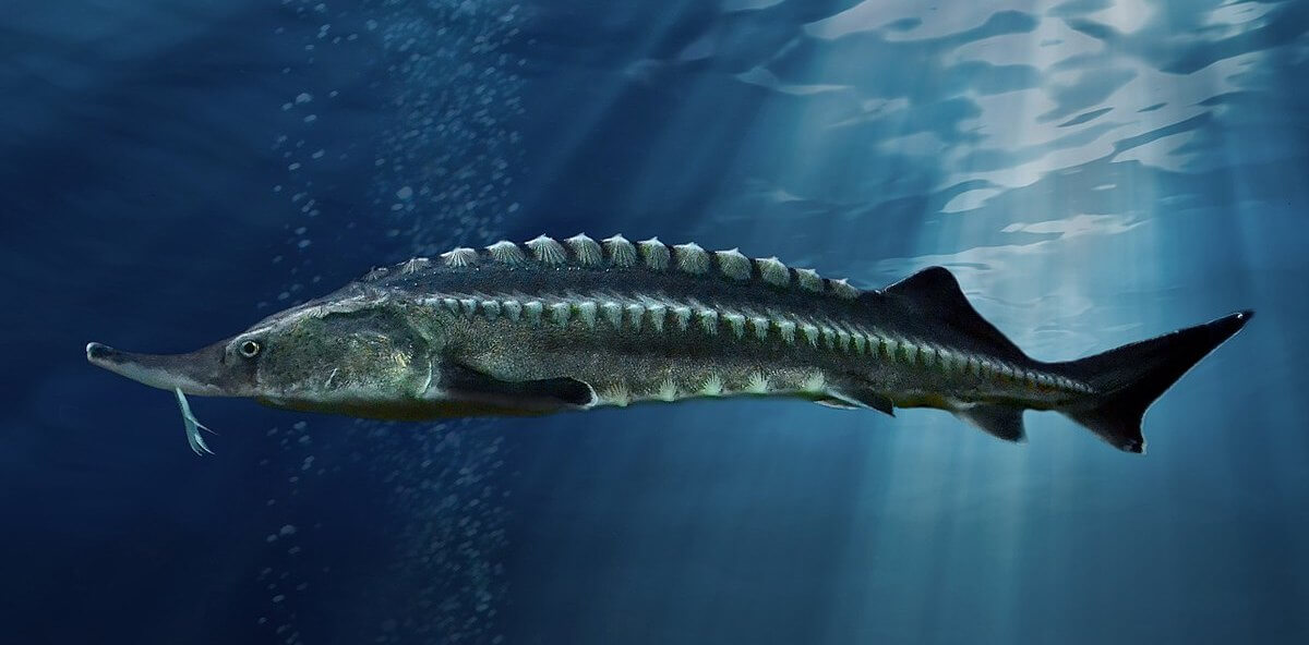 All you need to know about Beluga Caviar