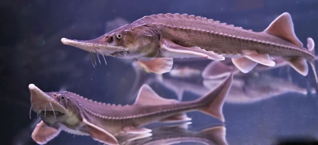 Everything you need to know about sturgeon meat