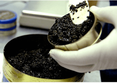 wholesale caviar: