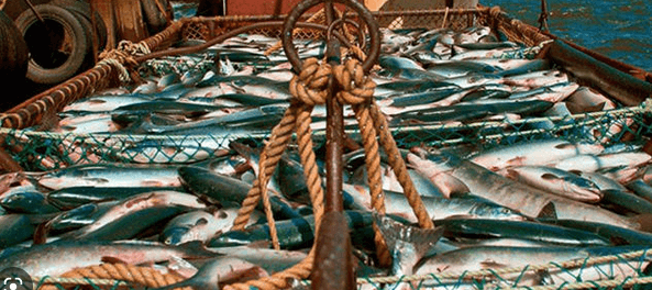 Type of Caspian sea fish