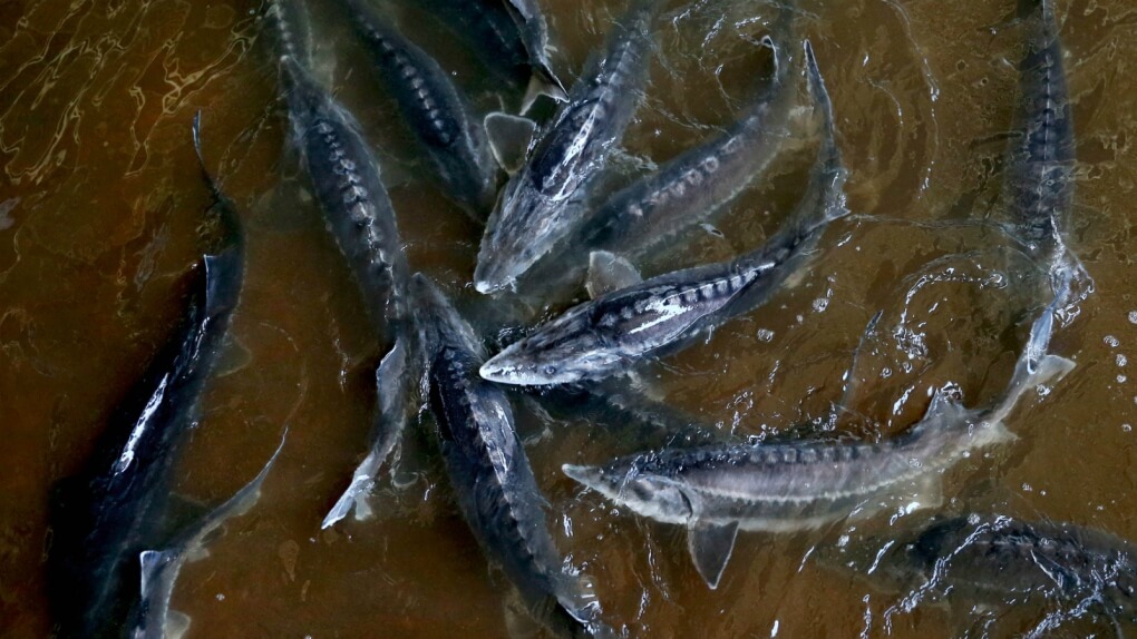 Beluga Caviar Production