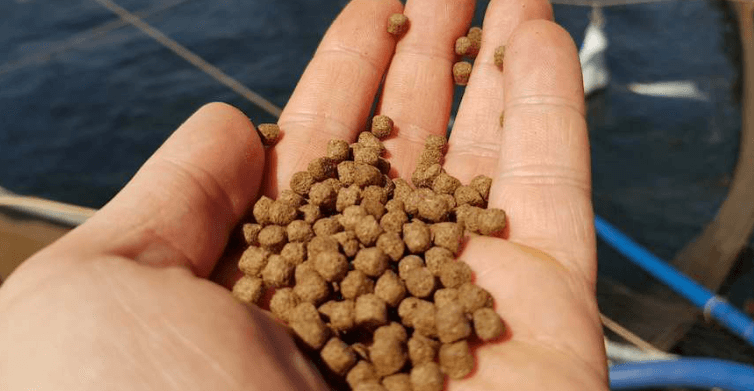 The high cost of raising sturgeon fish and the late maturity of this type of fish