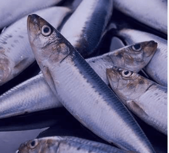 Clupeonella Cultriventris