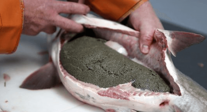 High cost of processing, packaging, storage and transportation