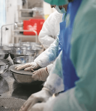 How is caviar produced: