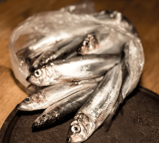 Herring fish