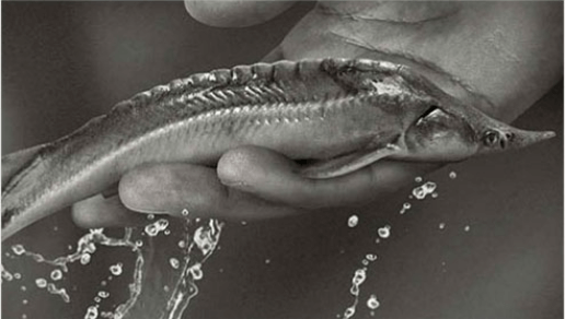 Who are the suppliers of caviar?