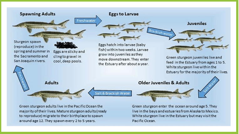 Who are the suppliers of caviar