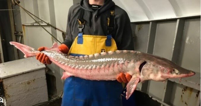 What fish makes caviar