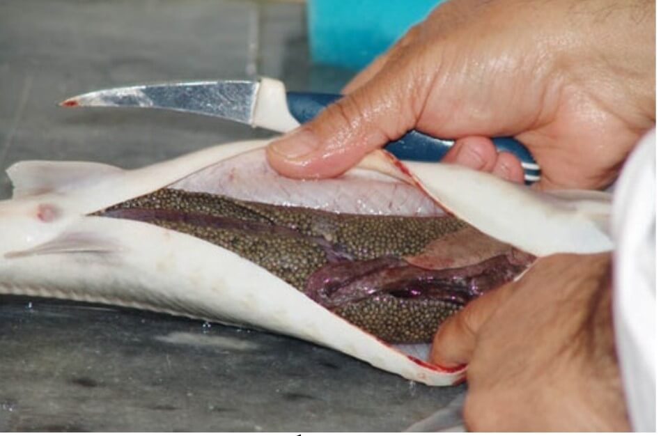 Cleaning sturgeon meat: