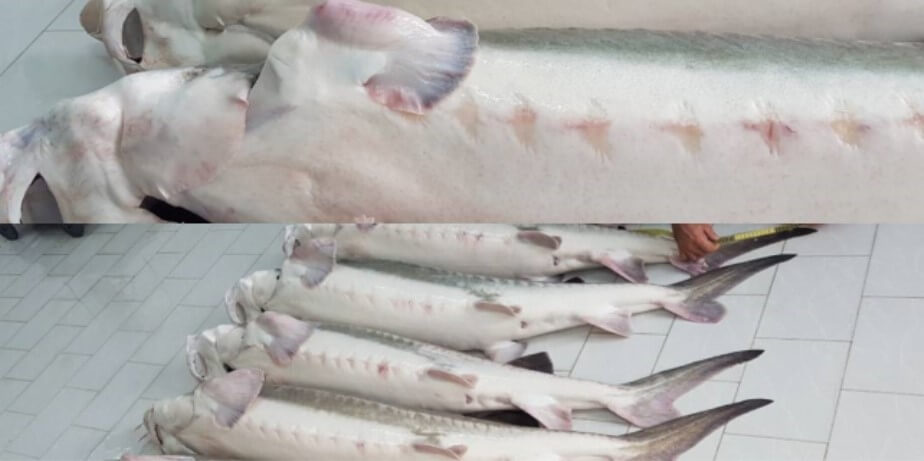 Are sturgeon killed for caviar