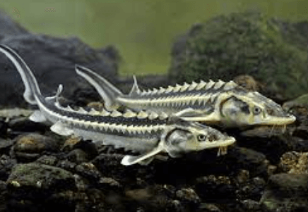 Acipenser guldenstadtii