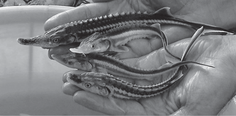 Who are the suppliers of caviar?