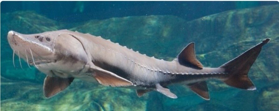 Beluga sturgeon