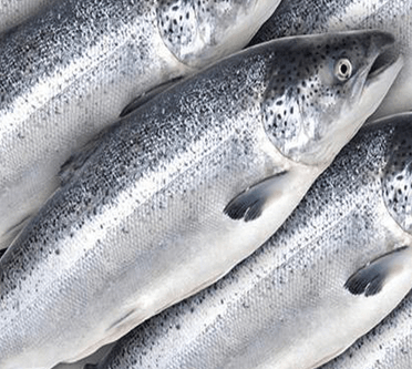 Salmon