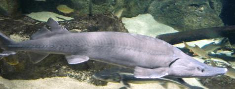 Siberian sturgeon (Acipenser baerii)