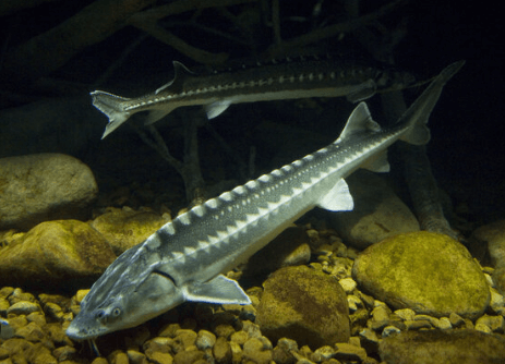 Persian sturgeon (Acipenser persicus)