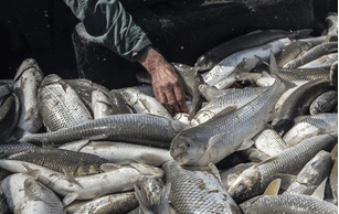 Caspian sea fish
