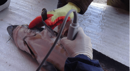 How is caviar produced: