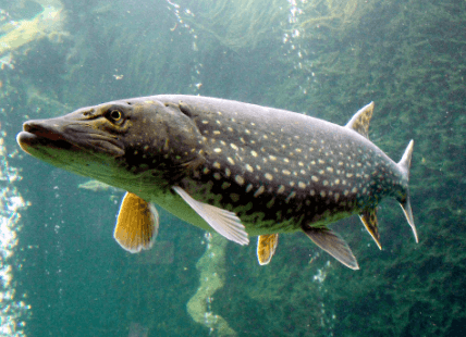 Esox lucius (Duck fish)
