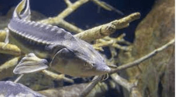 Beluga sturgeon (Huso huso)