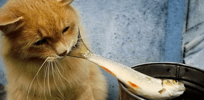 extinction of Caspian sea fish